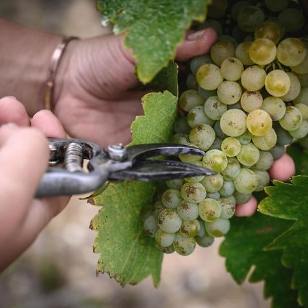 Vignoble Chateau Piegue - Winery Rochefort-sur-Loire Zewnętrze zdjęcie