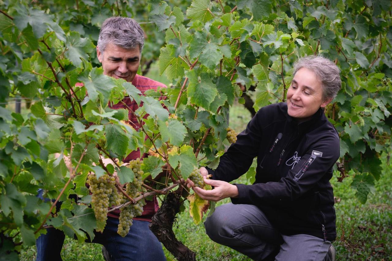 Vignoble Chateau Piegue - Winery Rochefort-sur-Loire Zewnętrze zdjęcie