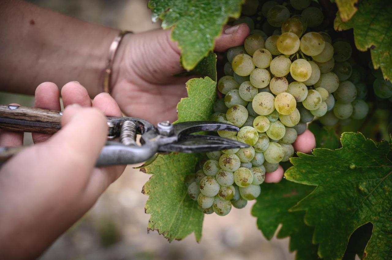 Vignoble Chateau Piegue - Winery Rochefort-sur-Loire Zewnętrze zdjęcie