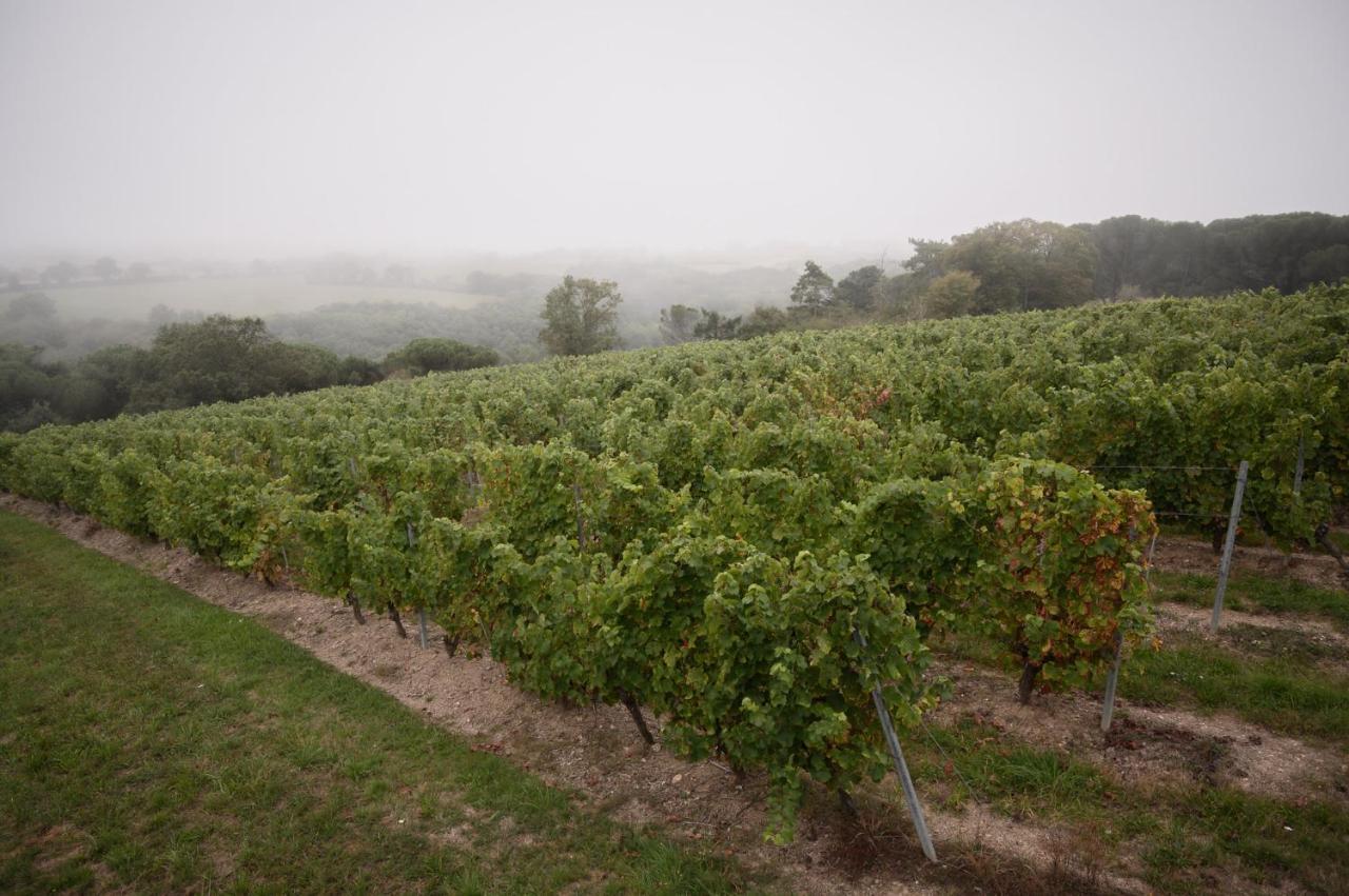 Vignoble Chateau Piegue - Winery Rochefort-sur-Loire Zewnętrze zdjęcie