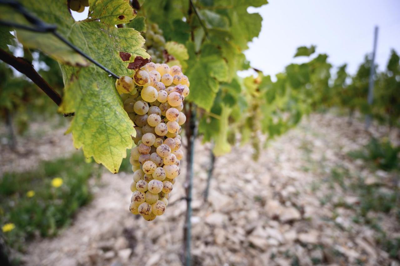 Vignoble Chateau Piegue - Winery Rochefort-sur-Loire Zewnętrze zdjęcie