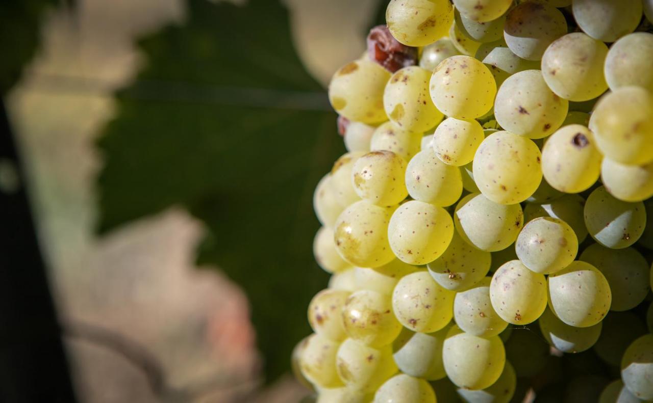 Vignoble Chateau Piegue - Winery Rochefort-sur-Loire Zewnętrze zdjęcie