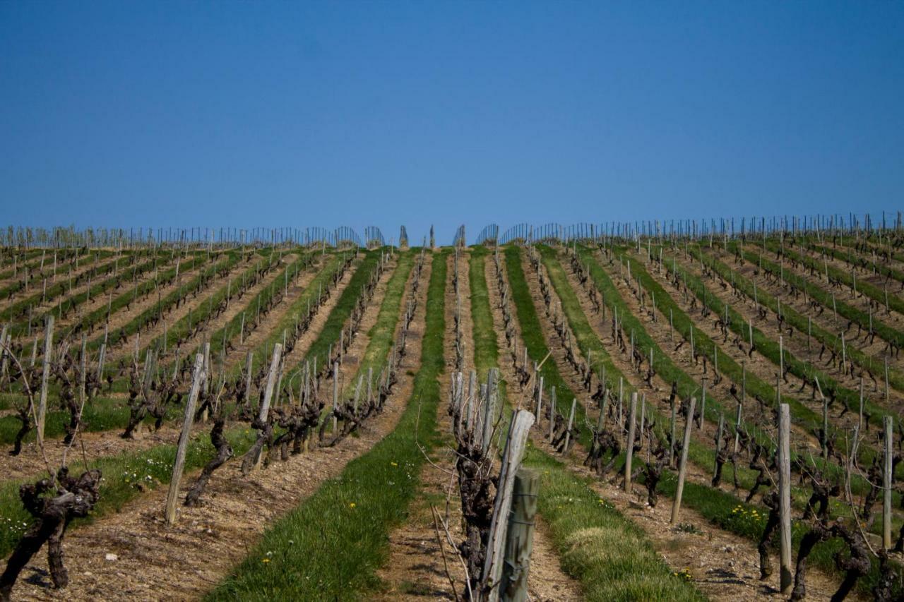 Vignoble Chateau Piegue - Winery Rochefort-sur-Loire Zewnętrze zdjęcie